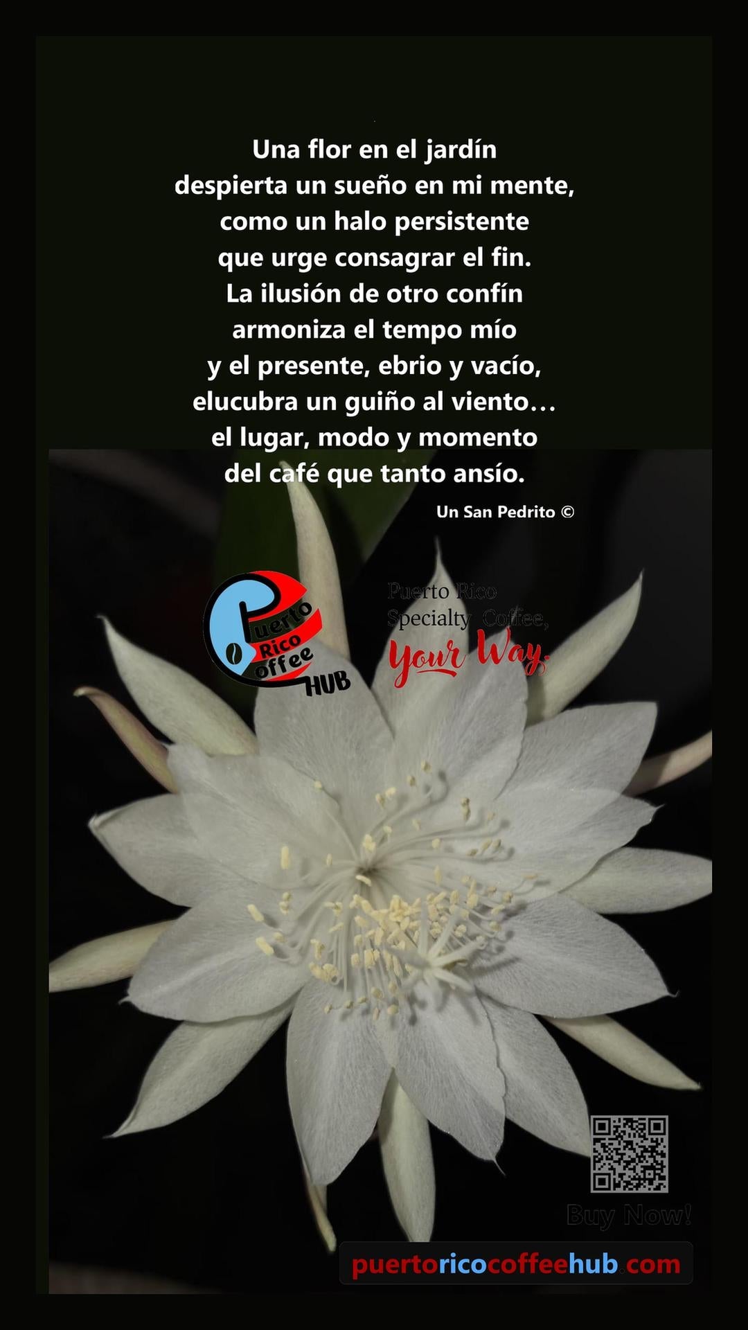 Flor dama de noche