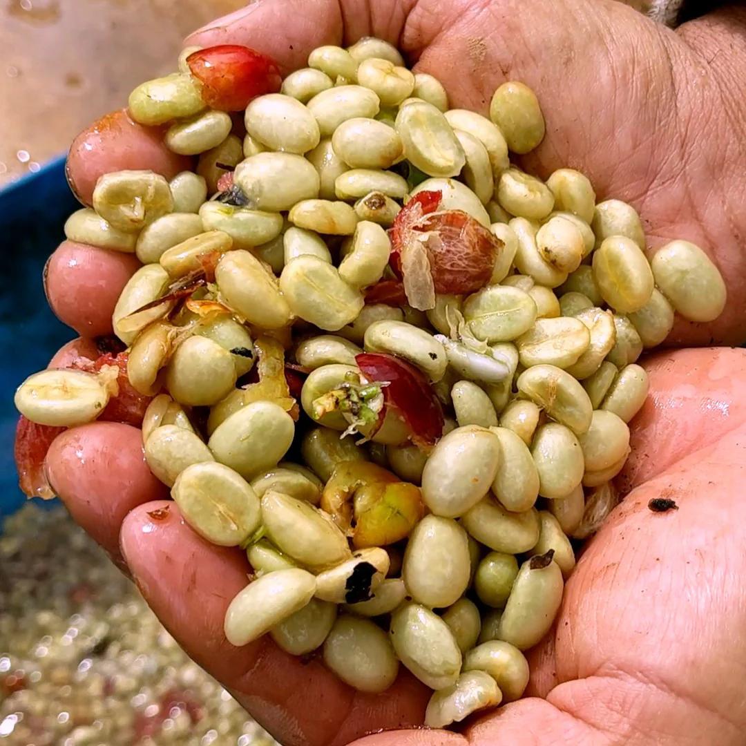 Granos de café Café Terrafé: Tueste oscuro