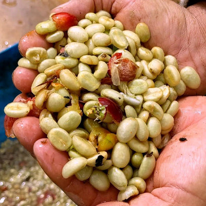 Granos de café Café Terrafé: Tueste oscuro